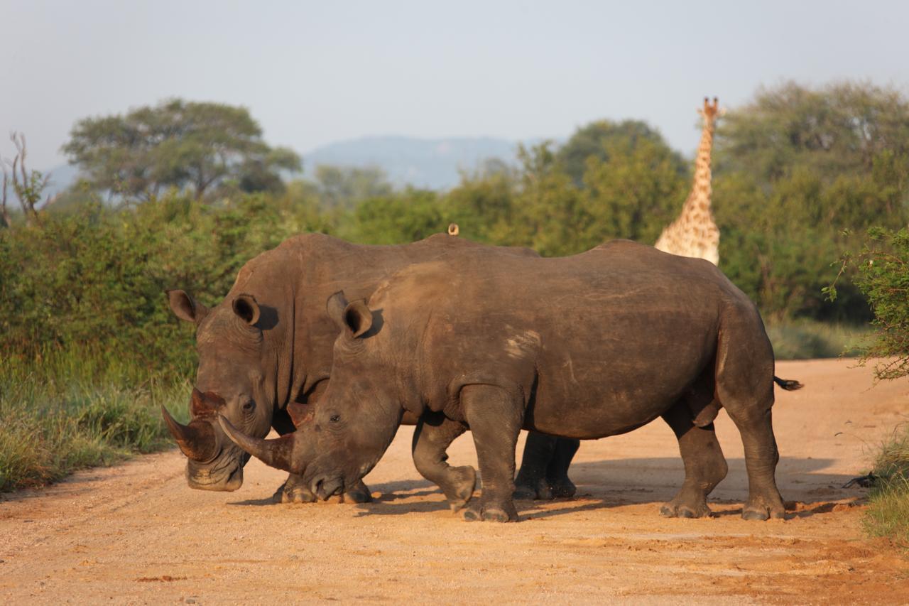 Rhino Ridge Safari Lodge KwaNompondo Kültér fotó