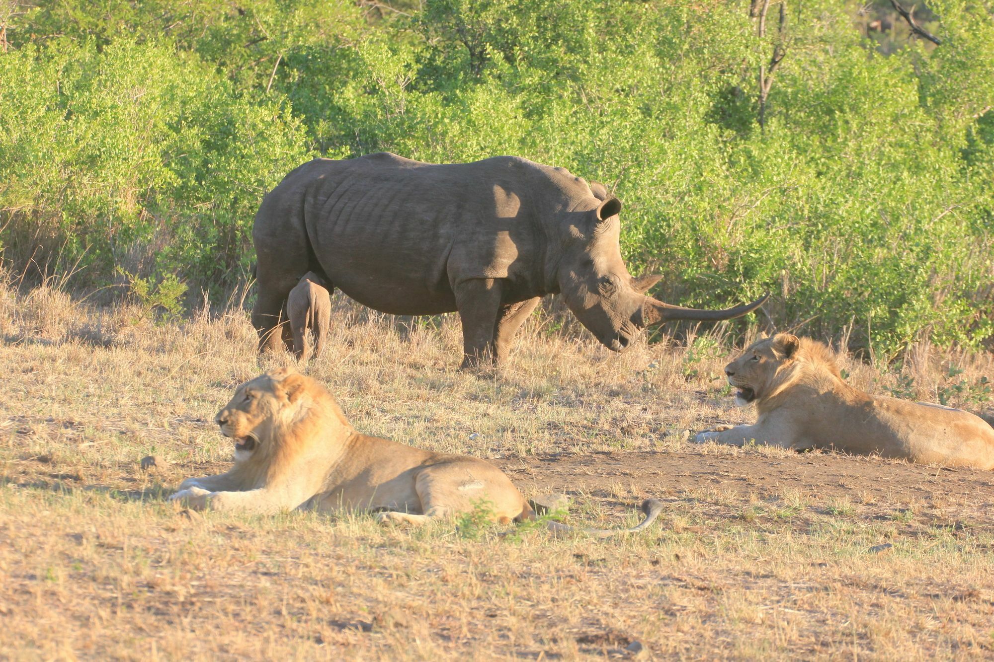 Rhino Ridge Safari Lodge KwaNompondo Kültér fotó